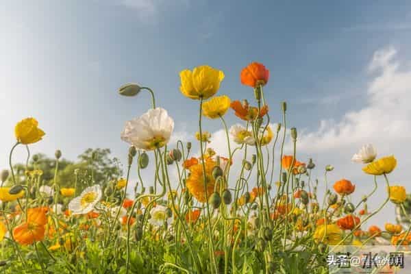 惊人揭秘：男人最爱女人的三大特质，性竟排不上号！
