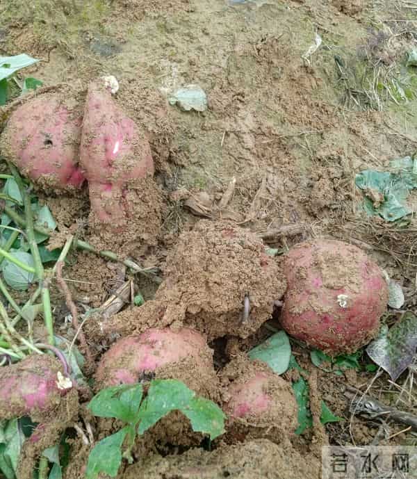 一个人的独居生活，余生什么也不等，只等死亡的到来