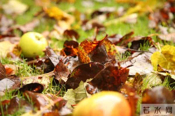 散文：偏偏我见过漫山遍野的光