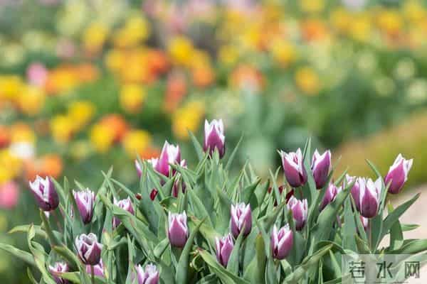 女人被你征服后，不会主动告白，但会这样做