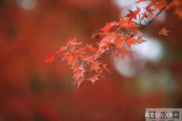 31页日光书—最是人间留不住，朱颜辞镜花辞树—再见11月你好12月