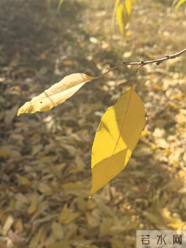 十一月，走了，带着人间最后一场繁华