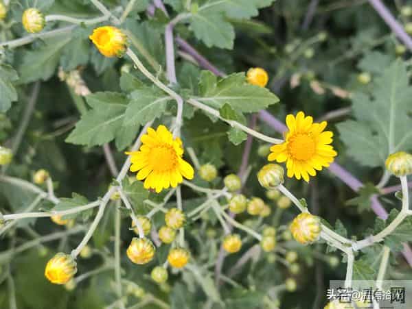 两性关系，65女人大实话，男人过了70岁，只剩下一个用处