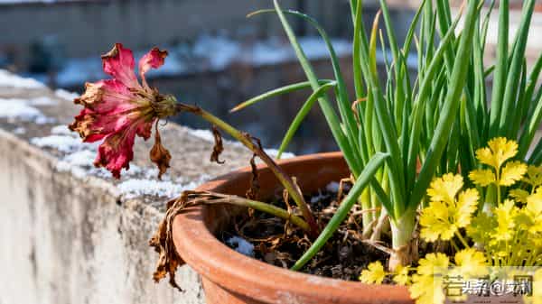 散文：一花一世界，一生一归期