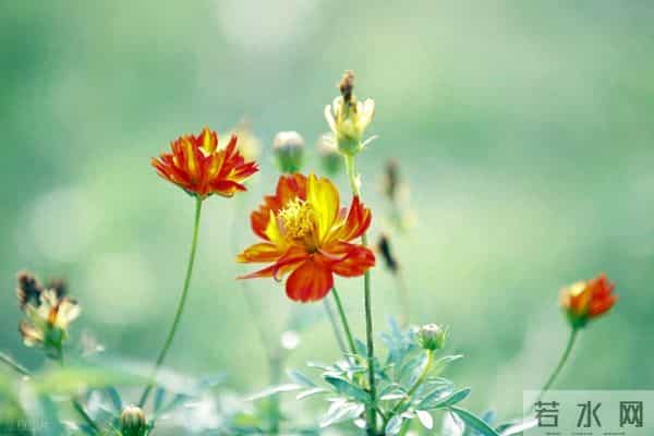 男人辜负你，你最好的回击是：做好一件事