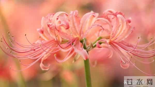 夫妻生活里，男人这些“坏动作”，比甜言蜜语更让女人心动