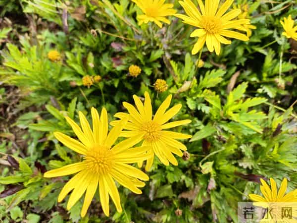 治愈坏心情的怪方