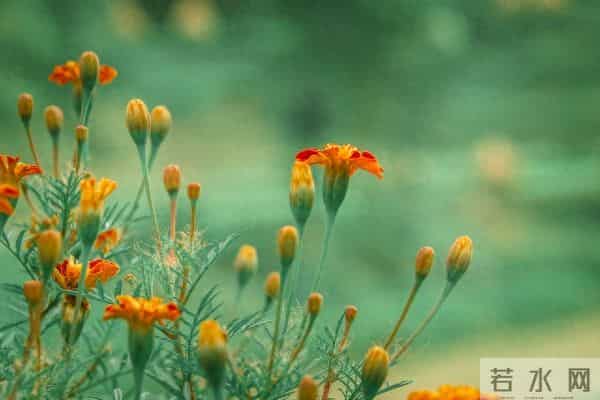 想你了，我最爱的人，相隔万水千山，相思朝朝暮暮