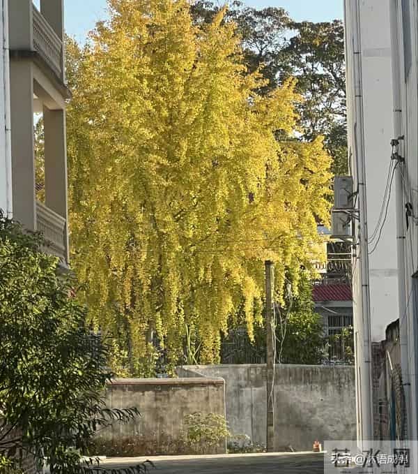 梁志辉已离开爸妈回广东 来去匆匆原因很现实 走前还做了一件重要事