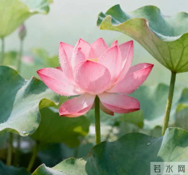 太灵了！你牵挂的事，很快就会传来喜报！