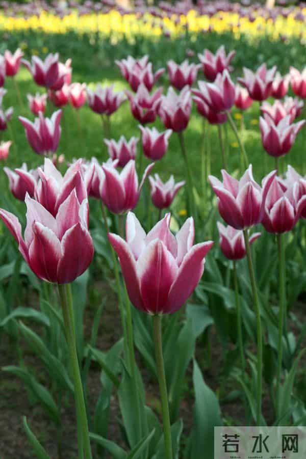 女人被你征服后，不会主动告白，但会这样做