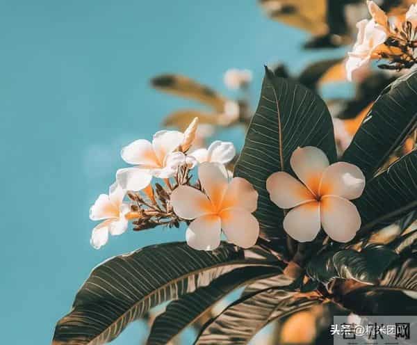 中年男人越是喜欢你，见到你之后，这些反应越明显