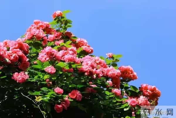 人有五相，不富也旺一个女人拥有这5种面相，很有福气