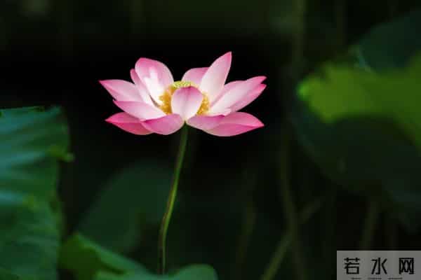 一个情字，牵绊了一生，余生，我只会爱你一人