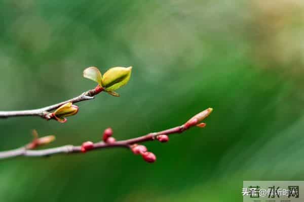 从明天起，万事皆成，对自己说：好运开启，万事顺意