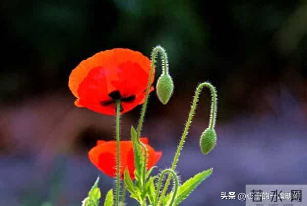 一句话让你一生不生气，做到了，你就是人生赢家！