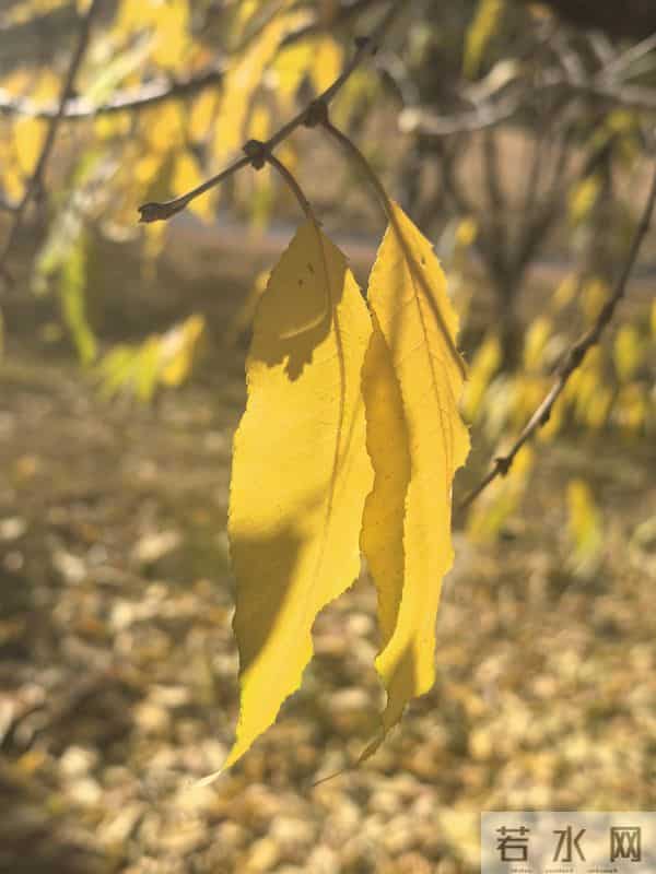 十一月，走了，带着人间最后一场繁华