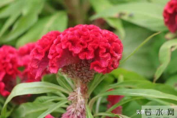 今晚过后霉运清零啦，明天开始，好运要像小尾巴跟着你咯！