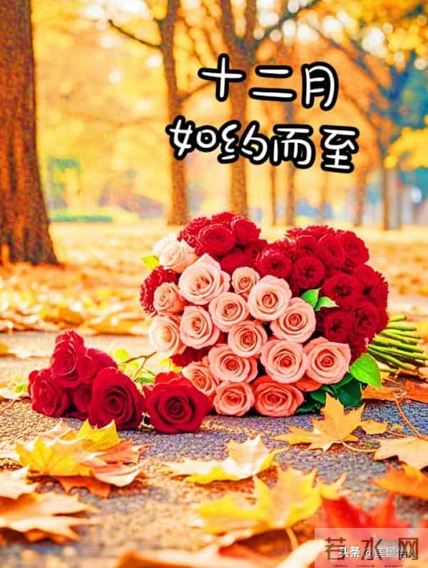 十二月你好，愿冬有暖阳，心有欢喜～