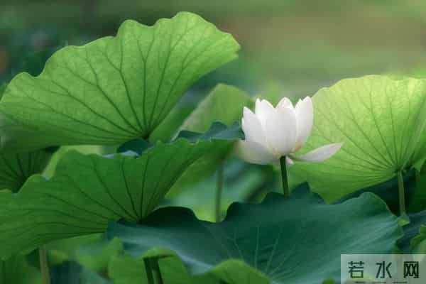 一个情字，牵绊了一生，余生，我只会爱你一人