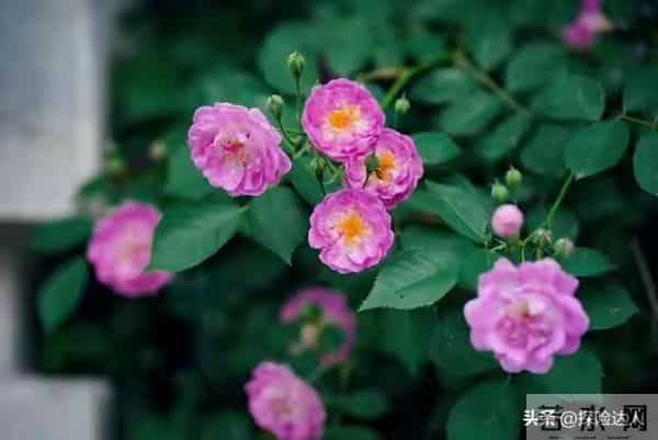 人有五相，不富也旺一个女人拥有这5种面相，很有福气