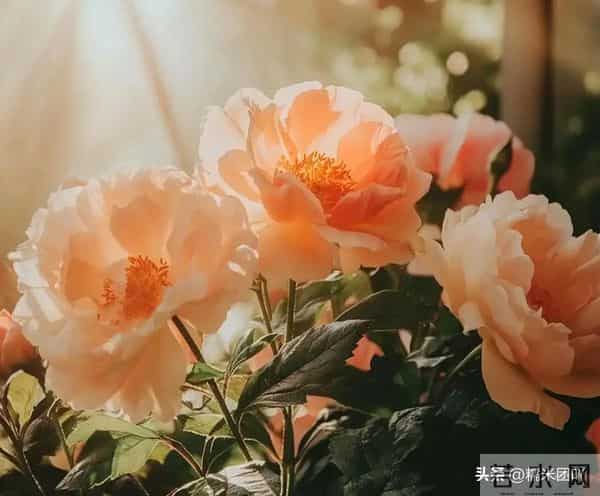 中年男人越是喜欢你，见到你之后，这些反应越明显