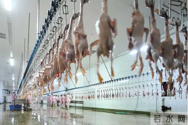 千元羽绒服成主流！从17万到58万，鸭绒涨价谁在买单？