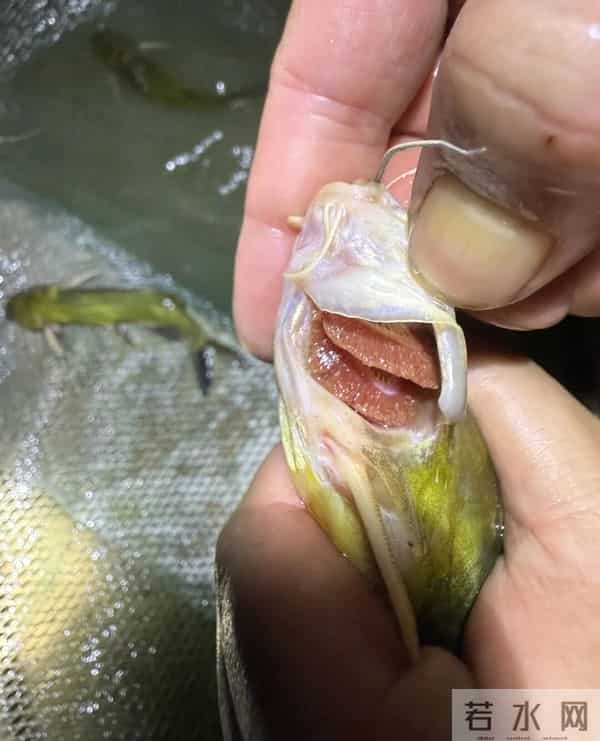 小小蚌苗如何“拉动”千亿珍珠市场