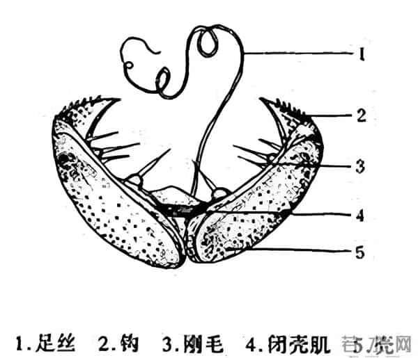 小小蚌苗如何“拉动”千亿珍珠市场