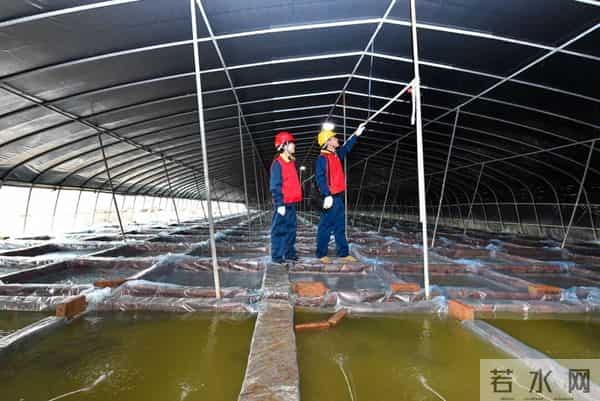 小小蚌苗如何“拉动”千亿珍珠市场