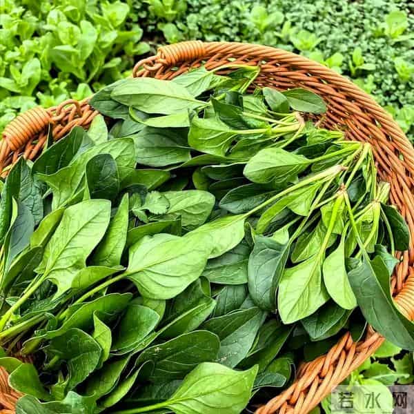 染发致癌还伤发！中年白发就吃它，每天10分钟，发根慢慢变黑