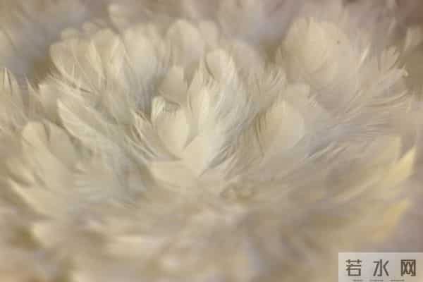 鸭绒价格涨至58万元每吨，羽绒服又要大涨价了吗？