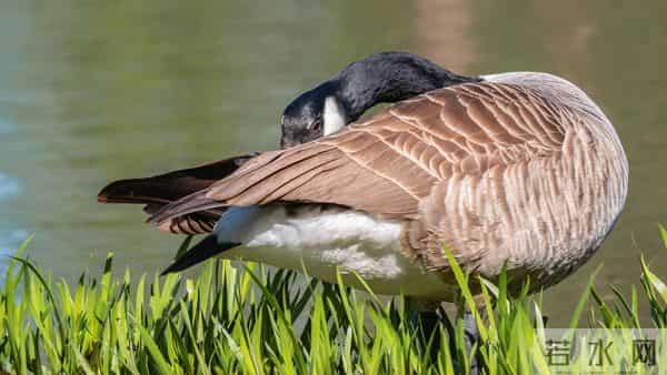 鸭绒价格涨至58万元每吨，羽绒服又要大涨价了吗？