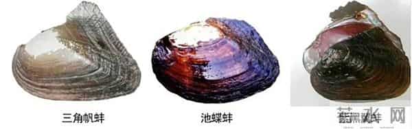 小小蚌苗如何“拉动”千亿珍珠市场