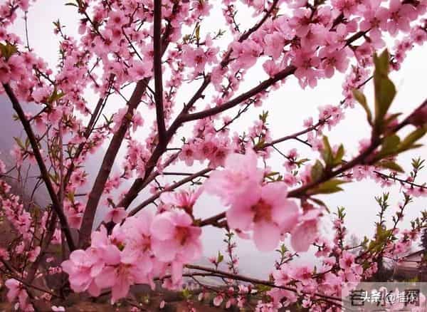 女性老得快的根本原因，勤洗头排第二，第一名的很多姐妹都在做