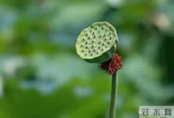 父亲过世十二年后，我才明白：人到中年，没有必要和老人住在一起