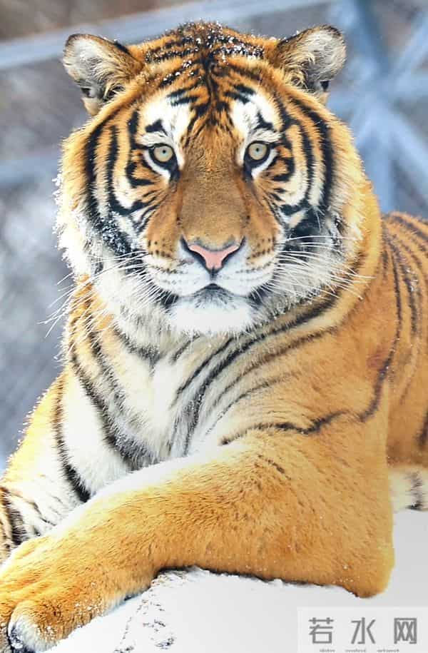 属虎人这辈子福运深不深，全看花甲之后，能否守住这份“厚积之福