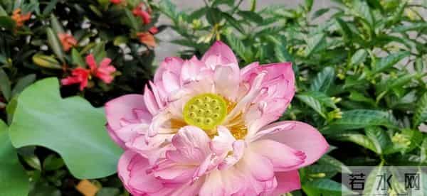 成年人最大的体面:有事做,有钱赚,别让闲散,偷走你的人生质感