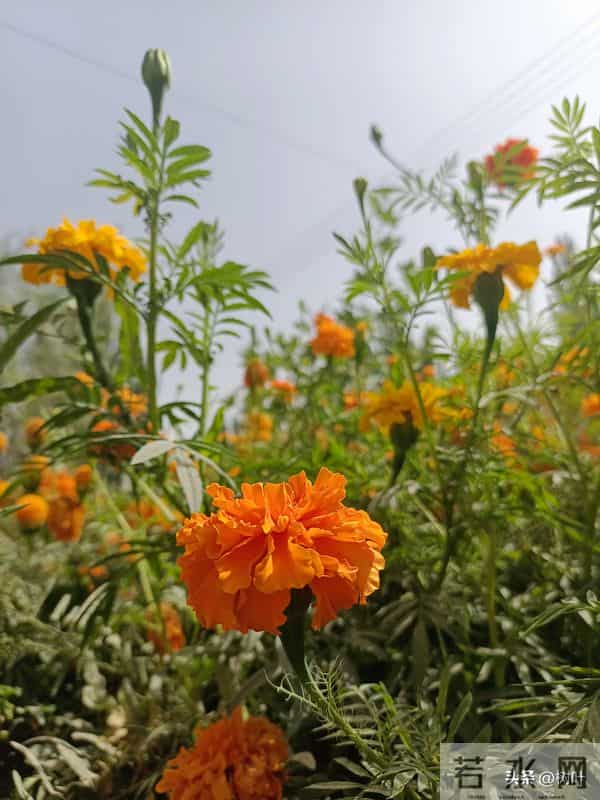 妈妈的任务(十六)