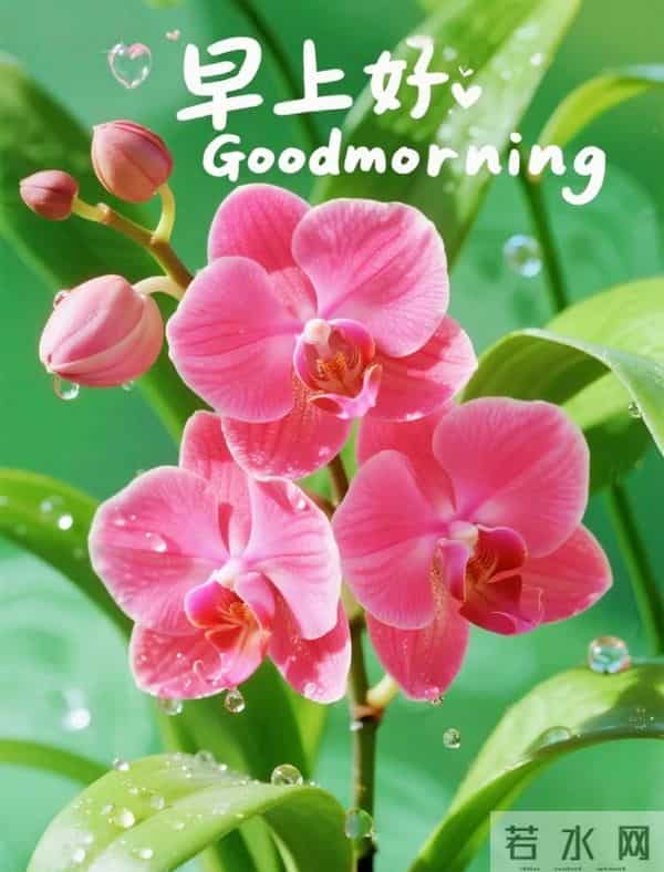晨露与芬芳,致早安