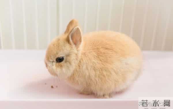 卯兔,12月7日至9日最大的“坎”,可能不是事,而是人