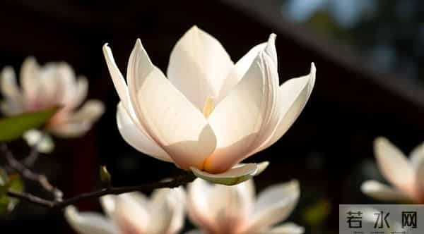 很暖很治愈的唯美句子,句句温柔,句句暖心