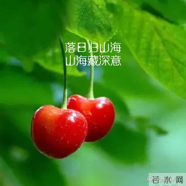 既然无缘，何须誓言。