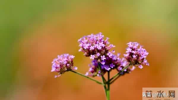 “撩”中年女人，用这三个方式“试探”，若及时回应，便是愿意