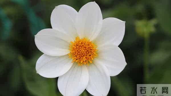 生肖蛇,人算不如天算,,12月5日至12月11号下周生肖运势