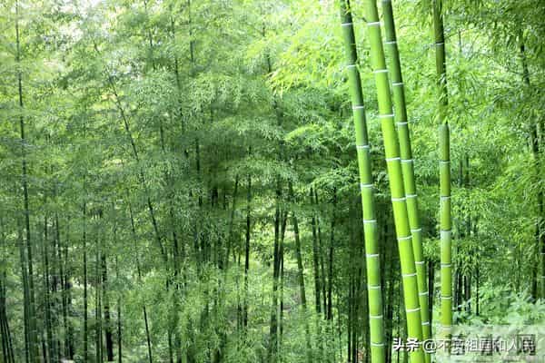 散文：冬天里的绿竹