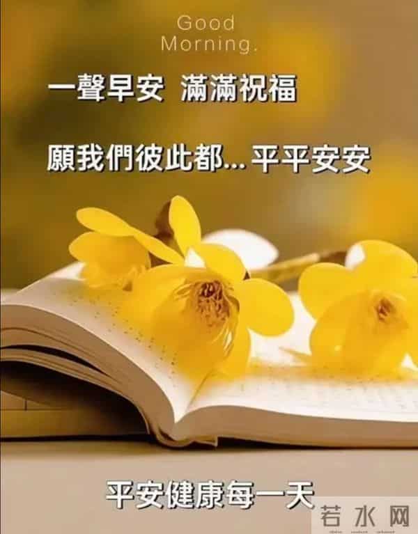 晨露缀花,早安致暖