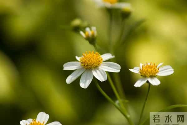 老了才明白：父母开始看你脸色了，不是他们怕你，而是他们老了