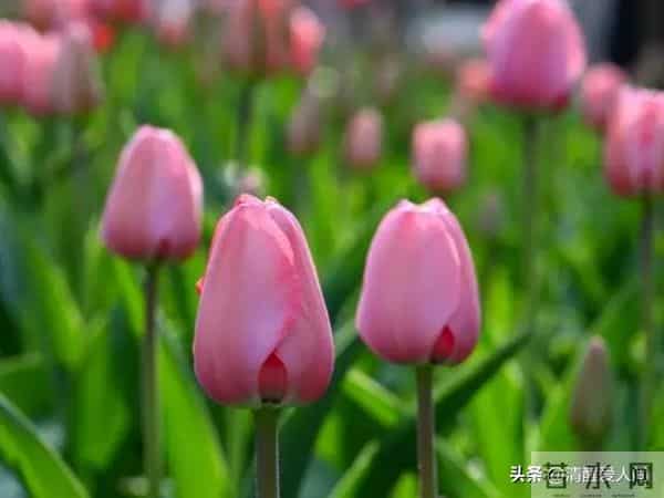 人性真相:女人问的2个问题,其实是在“倒追”你(男人别傻等)