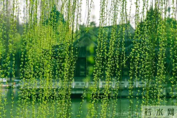 相思入骨,半生沉沦皆是你